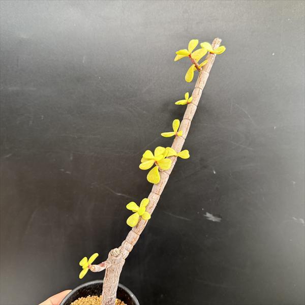 ☆特価☆多肉植物：ポーチュラカリア 銀杏木（いちょうぼく）*幅10cm 