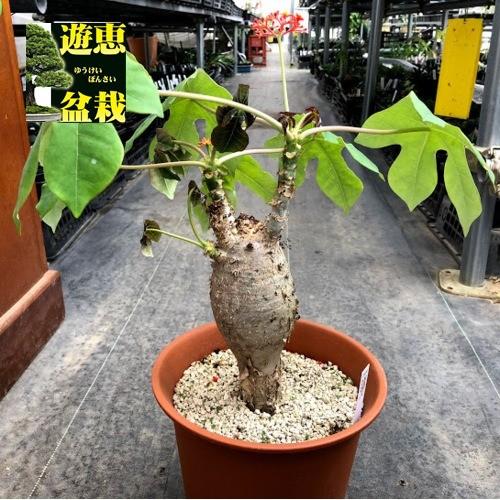 観葉植物 【希少】モミジバサンゴアブラギリ（ヤトロファ