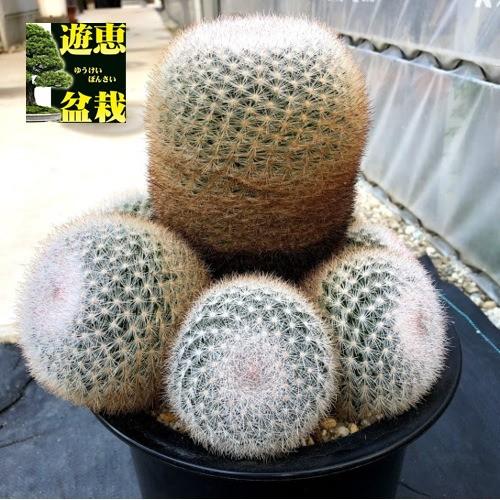 サボテン：マミラリア 満月*幅22cm 現品 一品限り : 遊恵盆栽 Yahoo