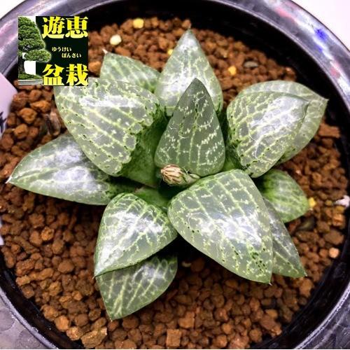 多肉植物：ハオルチア 特ツルピカコンプト良紋*幅7.5cm 現品！一品限り