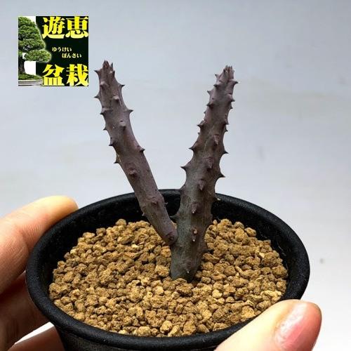 多肉植物　ガガイモ　フェルニア　抜き苗 フェルニア・ペンデュラ 抜き苗 多肉植物 ガガイモ - メルカリ