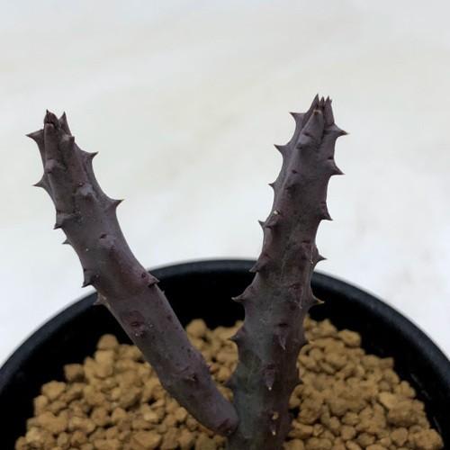 多肉植物：ガガイモ フェルニア ペンデュラ*幅3cm : 遊恵盆栽 Yahoo!店