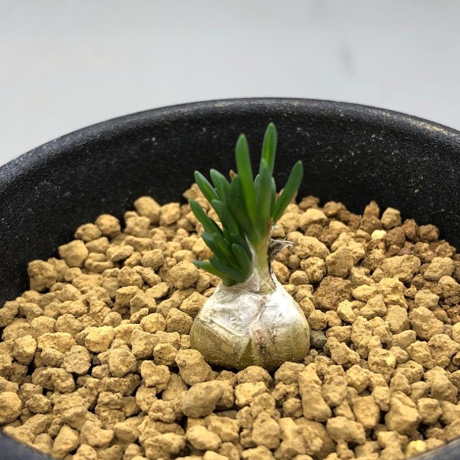 多肉植物：オーニソガラム リトプソイデス 素敵でユニークな 【SALE／89%OFF】 葉幅1cm