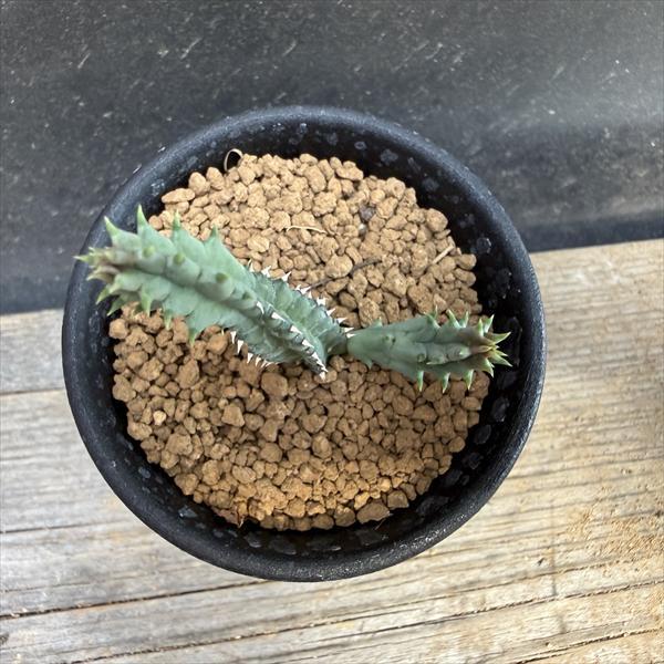 多肉植物：ガガイモ フェルニア ゼブリナ 縞馬*幅1cm : 遊恵盆栽 Yahoo