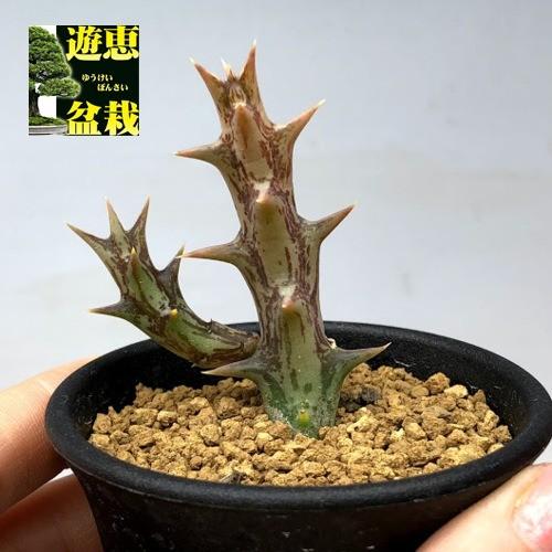 多肉植物 ガガイモ オルベア デュメリ 幅3cm S6790v 遊恵盆栽 Yahoo 店 通販 Yahoo ショッピング