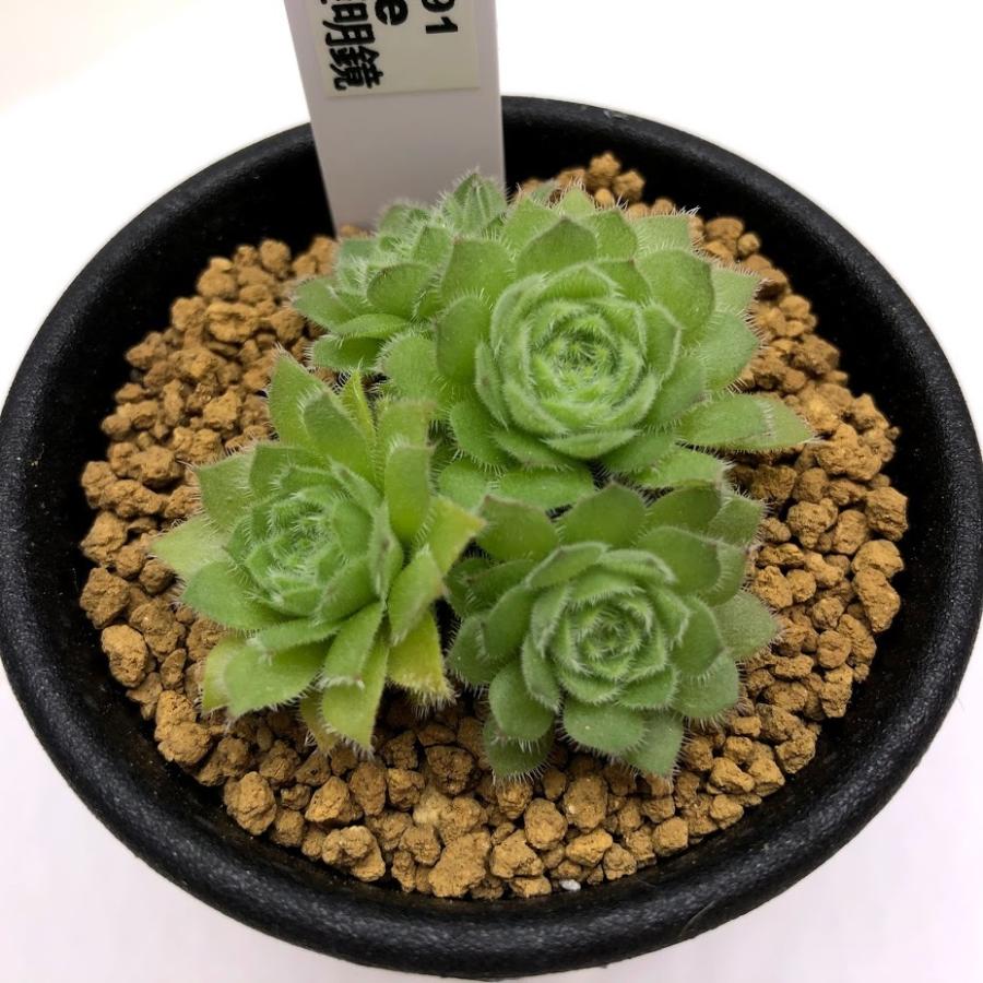多肉植物：アエオニウム 姫明鏡*幅5cm : 遊恵盆栽 Yahoo!店 - 通販