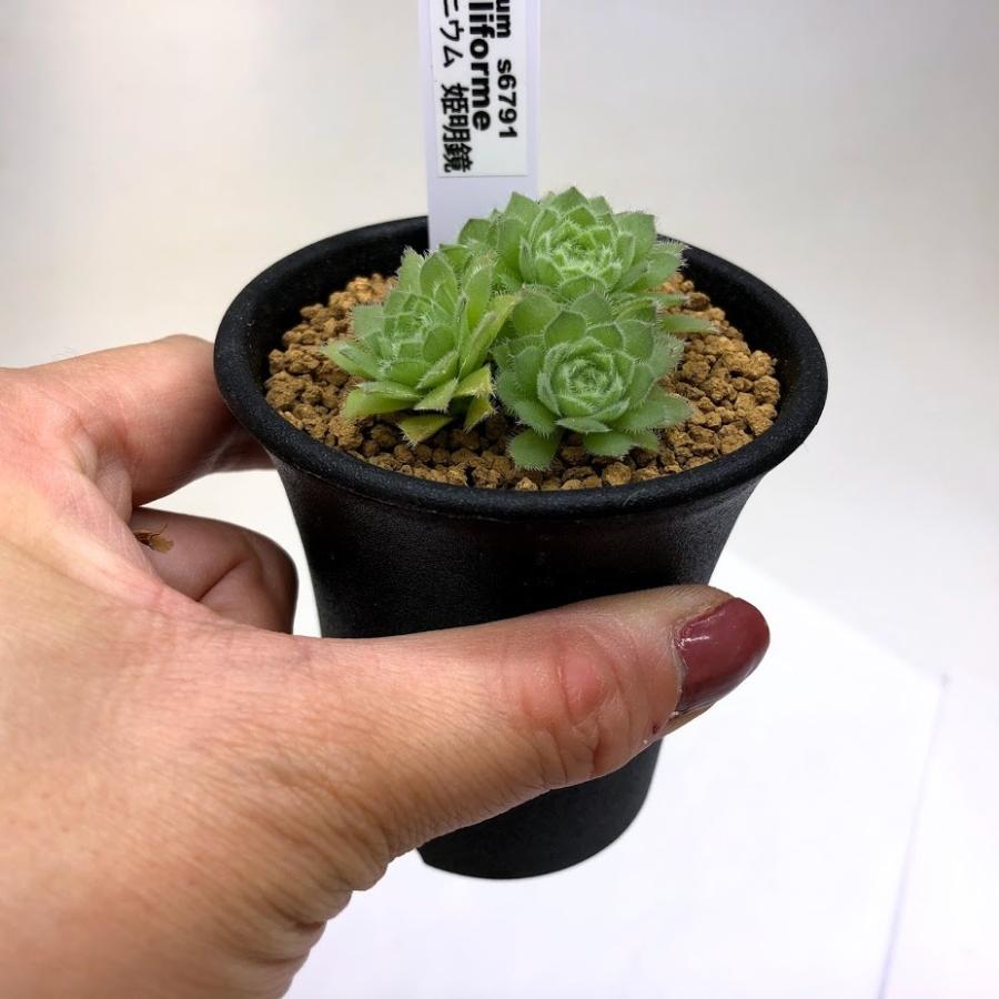 多肉植物：アエオニウム 姫明鏡*幅5cm : 遊恵盆栽 Yahoo!店 - 通販