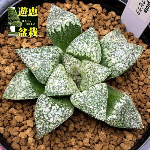 注目の 多肉植物 ハオルチア 関西系モザイクピクタ 幅7 5ｃｍ 現品 一品限り 新作モデル Www Thedailyspud Com