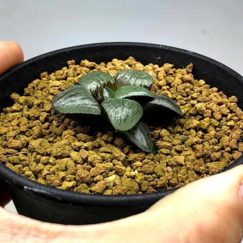 多肉植物 ハオルチア 特艶透明美窓 ガラス玉 幅4ｃｍ 現品 一品限り S6816v 遊恵盆栽 Yahoo 店 通販 Yahoo ショッピング