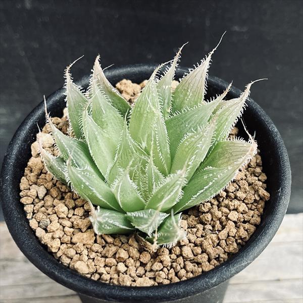 多肉植物：ハオルチア 白うさぎ*幅5cm : 遊恵盆栽 Yahoo!店 - 通販