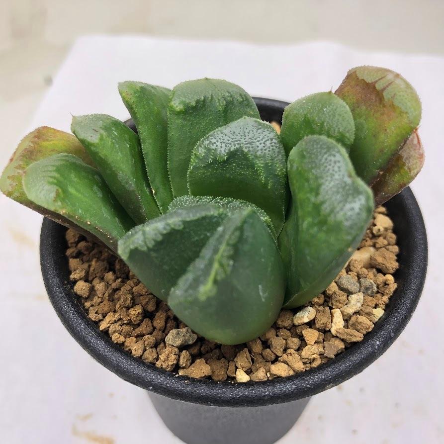 多肉植物：ハオルチア 静鼓（せいこ）*S 幅6cm : 遊恵盆栽 Yahoo!店