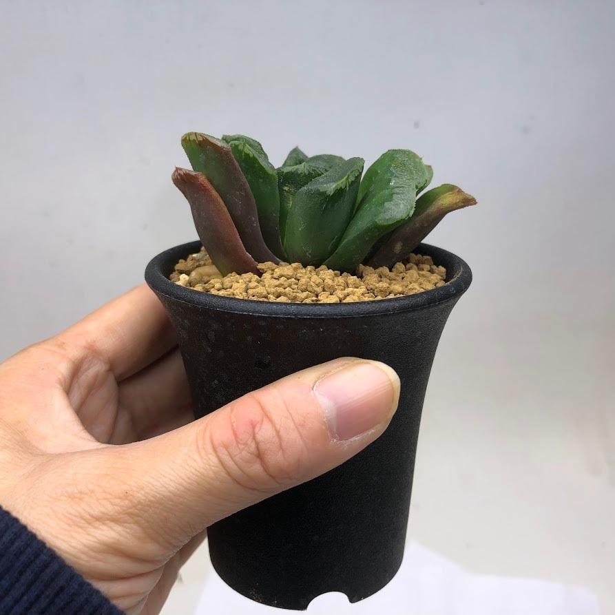 多肉植物：ハオルチア 静鼓（せいこ）*S 幅6cm : 遊恵盆栽 Yahoo!店