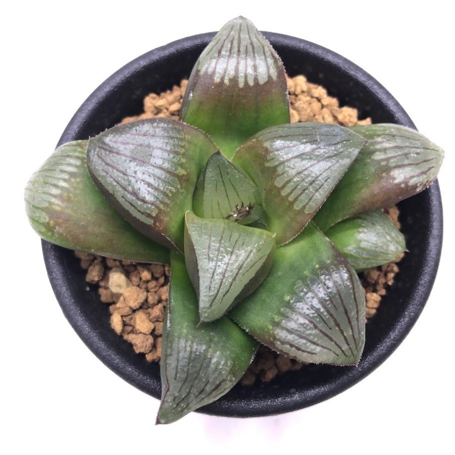 多肉植物：ハオルチア マトリクス*S 幅7cm : 遊恵盆栽 Yahoo!店