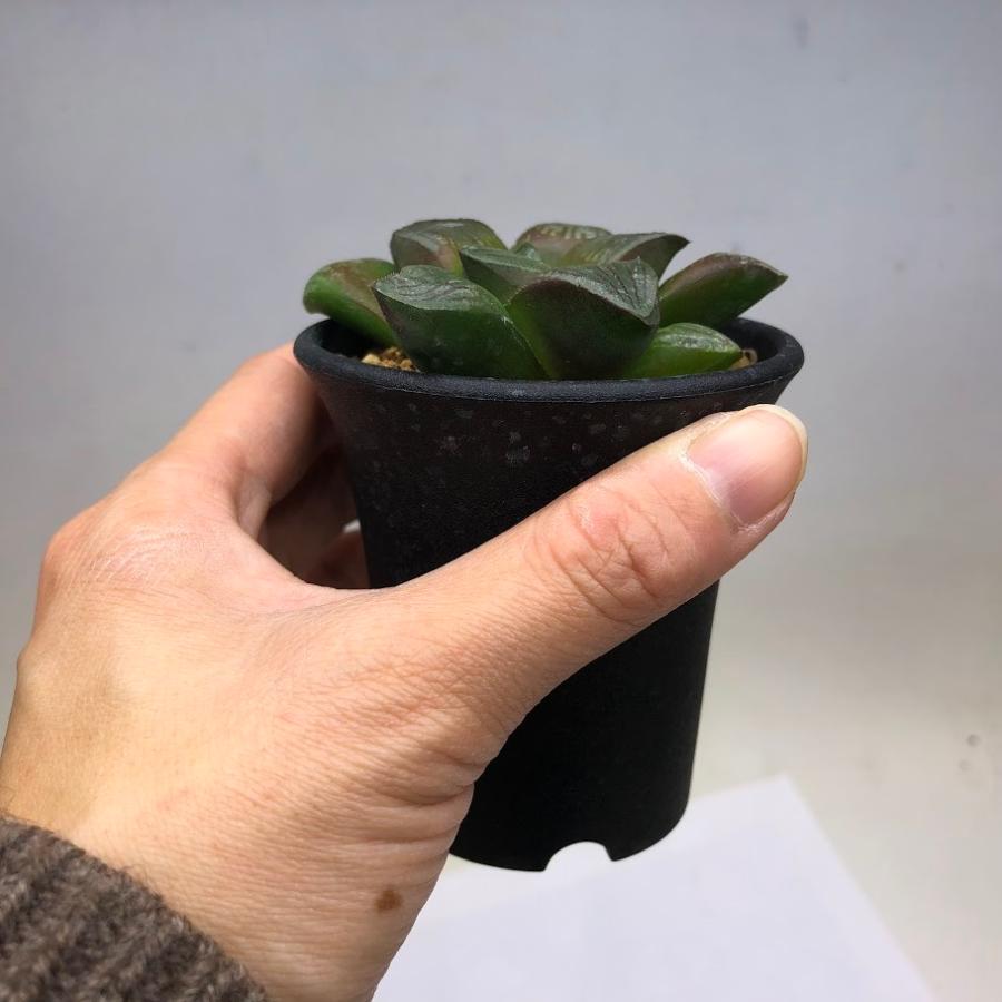 多肉植物：ハオルチア マトリクス*S 幅7cm : 遊恵盆栽 Yahoo!店