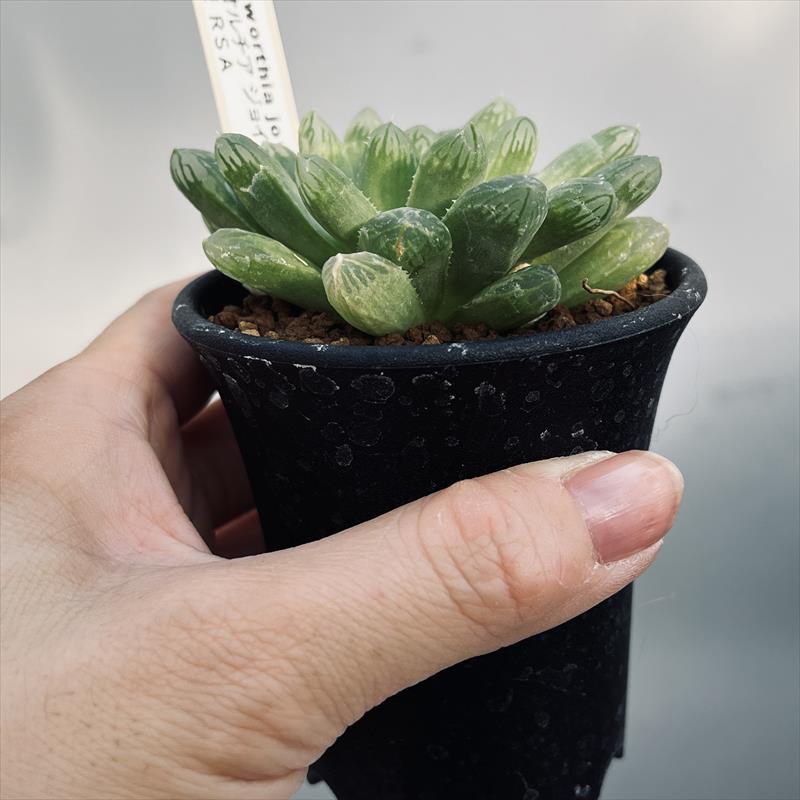多肉植物：ハオルチア ジョイアエ B型 RSA*幅8cm : 遊恵盆栽