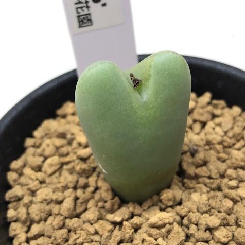 多肉植物：コノフィツム 花園*全幅2cm : 遊恵盆栽 Yahoo!店