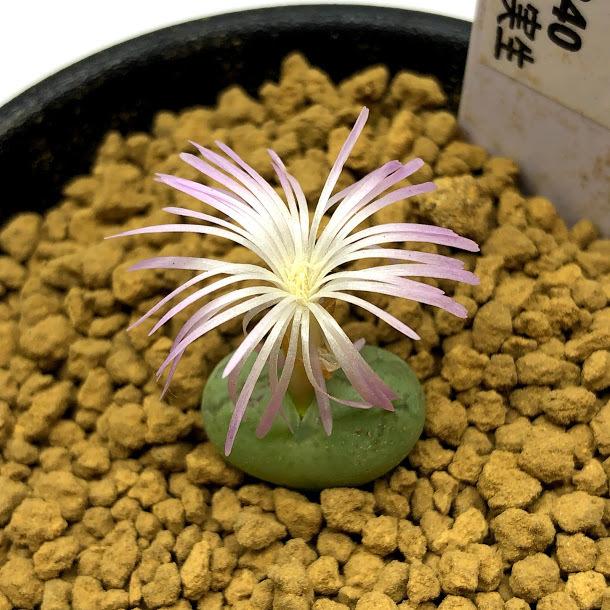 多肉植物：コノフィツム フィシフォルメ 実生*幅1.5cm : 遊恵