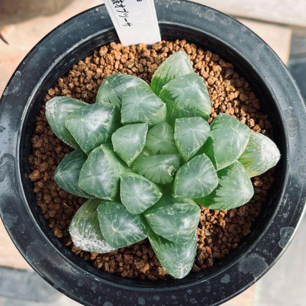 多肉植物：ハオルチア 選抜オブツーサ*幅8cm : 遊恵盆栽 Yahoo!店