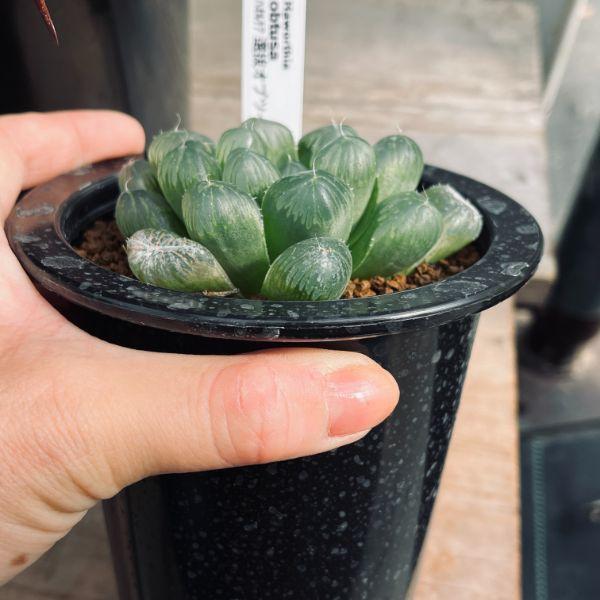 多肉植物：ハオルチア 選抜オブツーサ*幅8cm : 遊恵盆栽 Yahoo!店