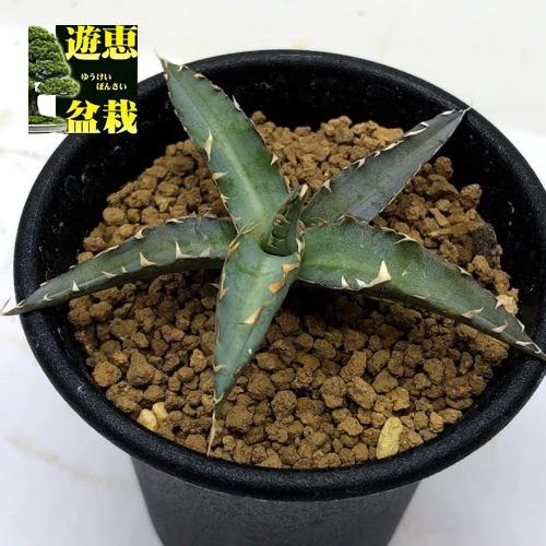多肉植物：アガベ 暁の雪*S 幅7cm : 遊恵盆栽 Yahoo!店 - 通販