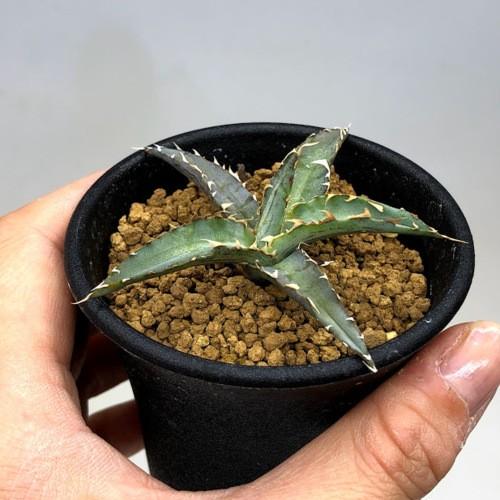 多肉植物：アガベ 暁の雪*S 幅7cm : 遊恵盆栽 Yahoo!店 - 通販