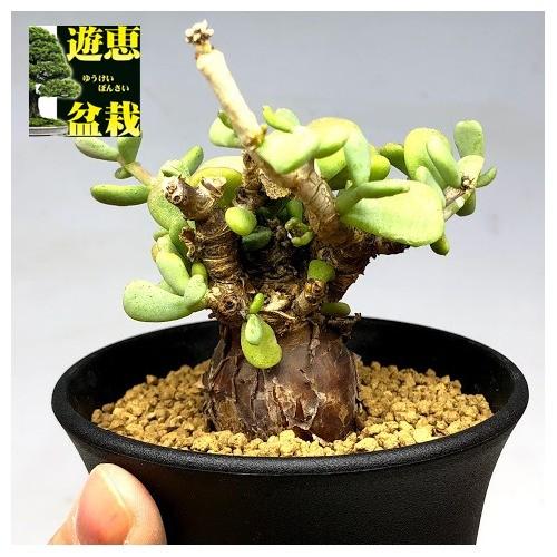 コーデックス：ケラリア ピグマエア*葉幅8cm 現品！一品限り : 遊恵