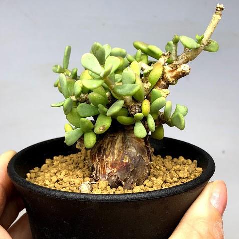 コーデックス：ケラリア ピグマエア*葉幅8cm 現品！一品限り : 遊恵