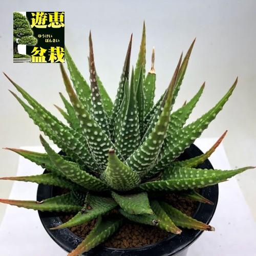 多肉植物：ハオルチア キンギアナ*幅16cm 現品！一品限り : 遊恵盆栽