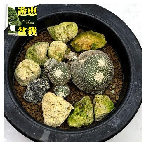 サボテン：ブロスフェルディア 松露玉*全幅4.5cm 現品 一品限り