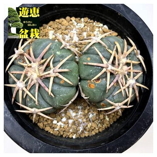 小平丸(実生) エキノカクタス・小平丸 | ☆ガマンマの ニク・サボ栽培