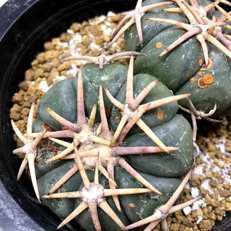 サボテン：エキノカクタス 小平丸*幅9.5cm 現品！一品限り