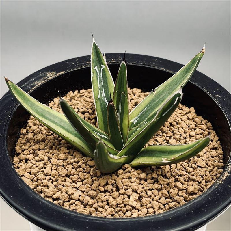 多肉植物:アガベ 笹の雪錦 黄覆輪*L 幅9cm : 遊恵盆栽 Yahoo 多肉植物:アガベ 笹の雪錦 黄覆輪*L 幅9cm : 遊恵盆栽 Yahoo