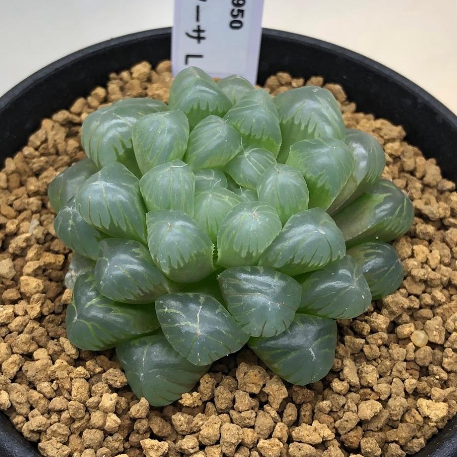 正規取扱店 多肉植物 ハオルチア オブツーサ L 幅5 5cm Wantannas Go Id
