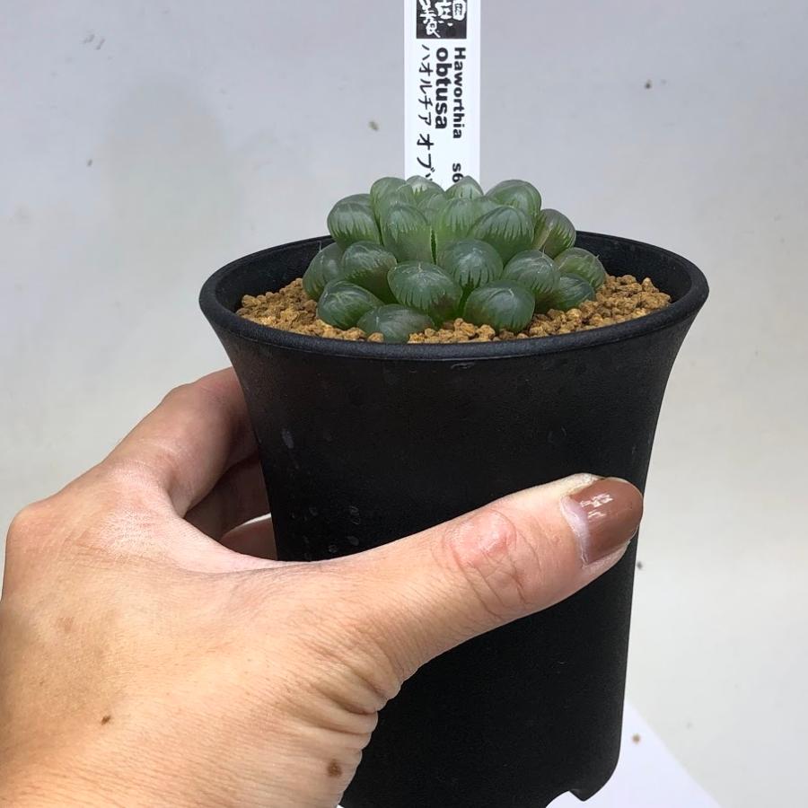 多肉植物 ハオルチア オブツーサ L 幅5 5cm S6950v 遊恵盆栽 Yahoo 店 通販 Yahoo ショッピング