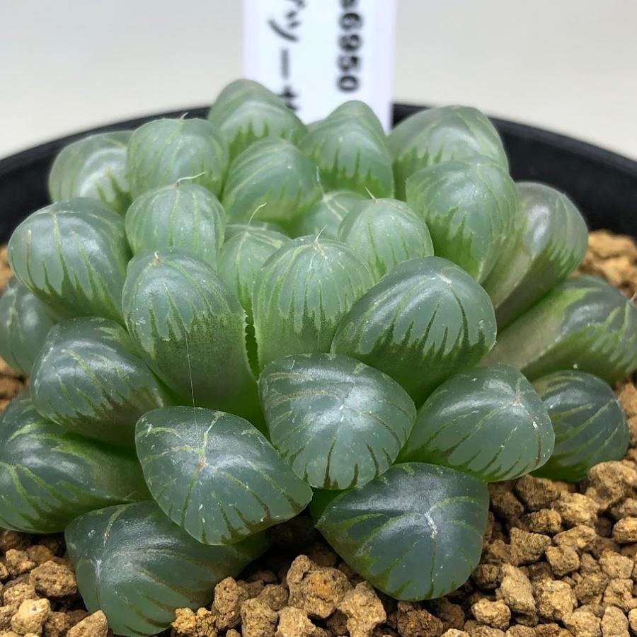 多肉植物：ハオルチア オブツーサ*L 幅5.5cm : 遊恵盆栽 Yahoo!店