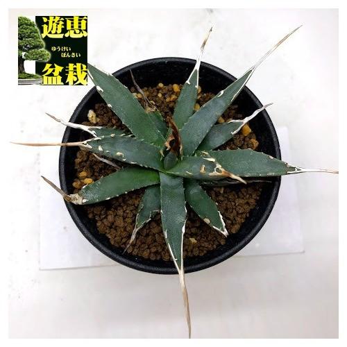 多肉植物：アガベ ユタエンシス エボリスピナ*幅12cm 現品！一品限り