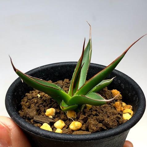 多肉植物：アガベ ペローナ 'エクスカリバー'*幅6cm 現品！一品限り