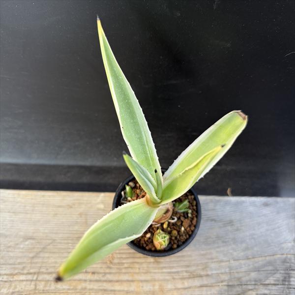 多肉植物：アガベ 白閃光*S 幅15cm : 遊恵盆栽 Yahoo!店 - 通販