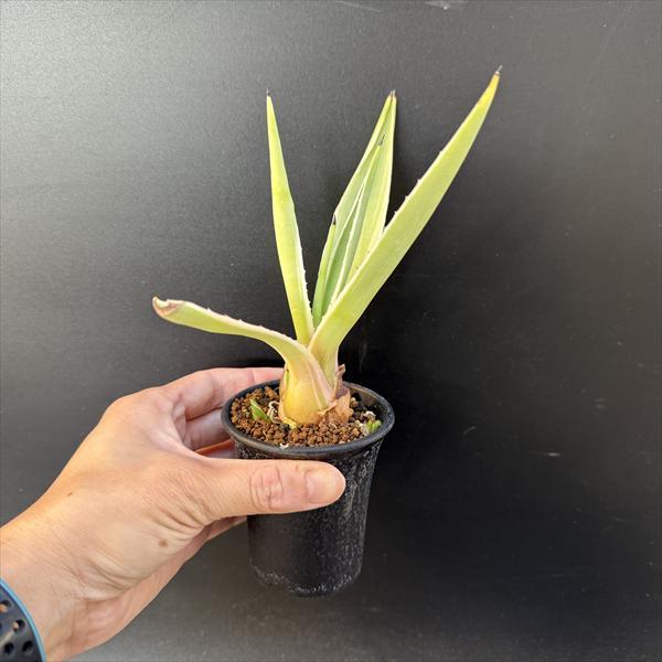 多肉植物：アガベ 白閃光*S 幅15cm : 遊恵盆栽 Yahoo!店 - 通販