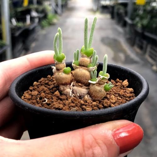 多肉植物：モニラリア モニリフォルミス 群生*幅3cm 現品！一品限り