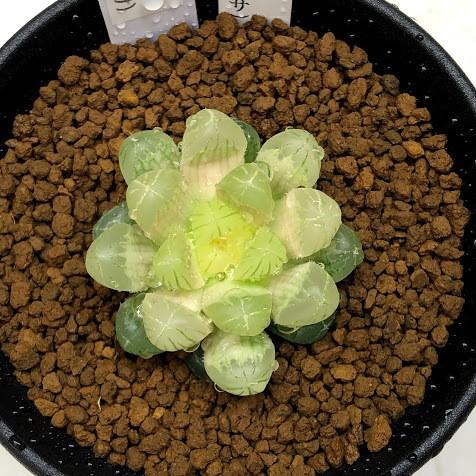 多肉植物：ハオルチア 色素変異個体 ゴースト（オブツーサ）*幅4cm