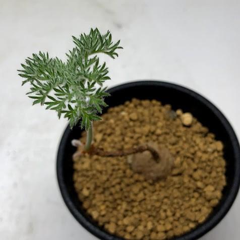 多肉植物：ペラルゴニウム トリステ*塊根幅1〜2cm : 遊恵盆栽 Yahoo