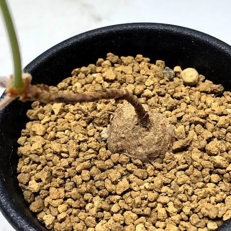 多肉植物：ペラルゴニウム トリステ*塊根幅1〜2cm : 遊恵盆栽 Yahoo