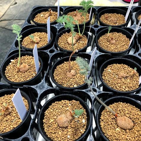 多肉植物：ペラルゴニウム トリステ*塊根幅1〜2cm : 遊恵盆栽 Yahoo