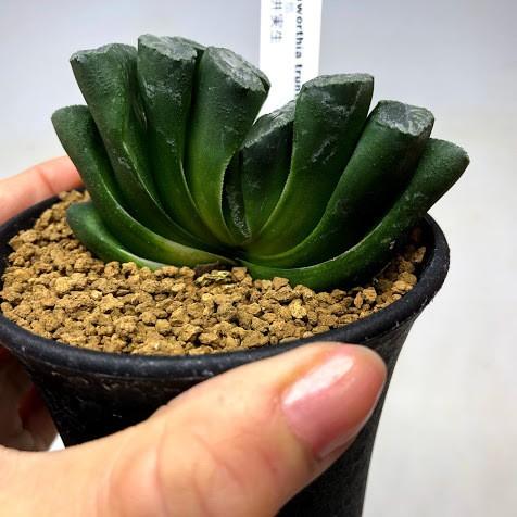 多肉植物:ハオルチア 玉扇 花井氏実生*幅7.5cm 現品!一品限り 多肉植物:ハオルチア 玉扇 花井氏実生*幅7.5cm 現品!一品限り