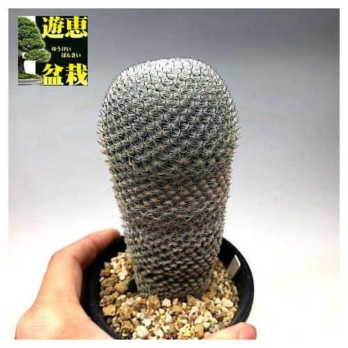 サボテン：マミラリア 日月*幅6cm : 遊恵盆栽 Yahoo!店 - 通販