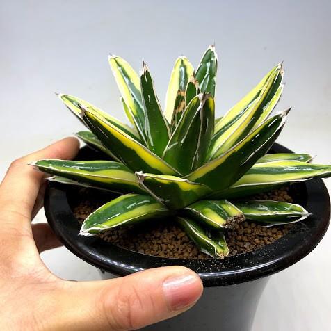 多肉植物：アガベ 輝山（きざん）*幅15cm 現品！一品限り ※下葉に