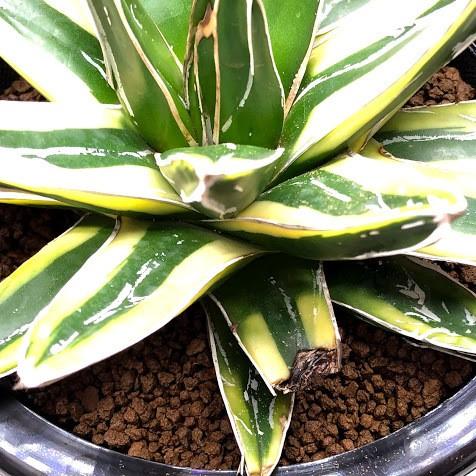 多肉植物：アガベ 輝山（きざん）*幅15cm 現品！一品限り ※下葉に