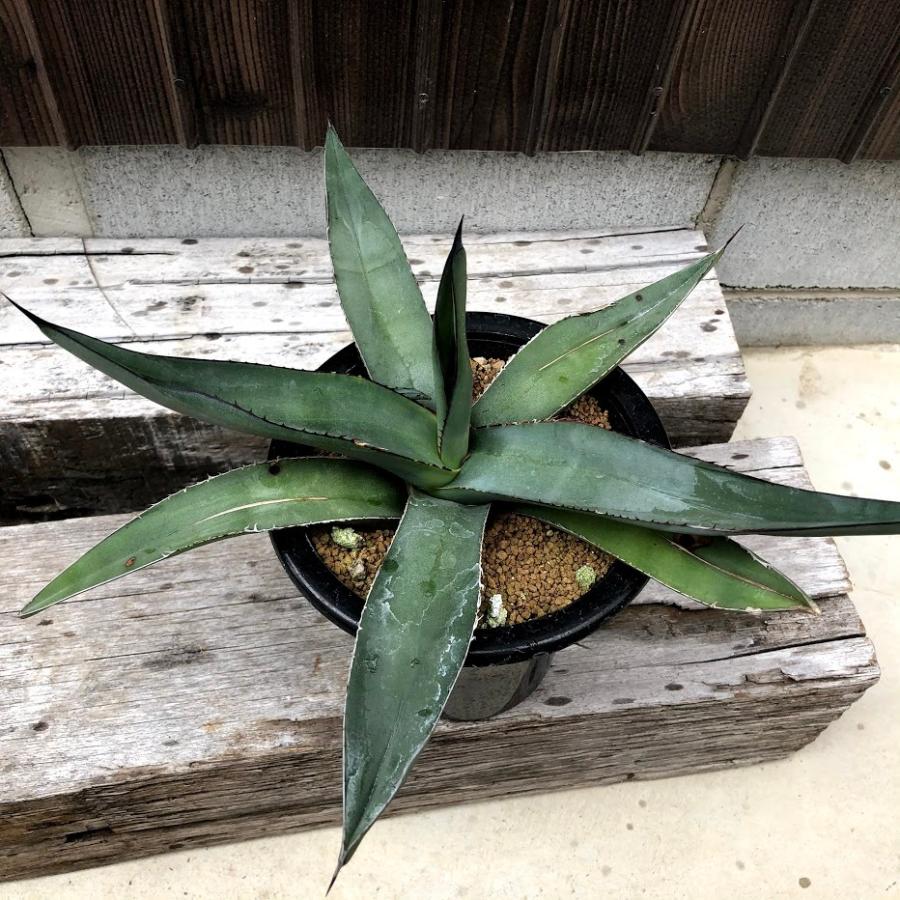 多肉植物：アガベ シャークスキン*幅30cm 現品！一品限り ※下葉に傷