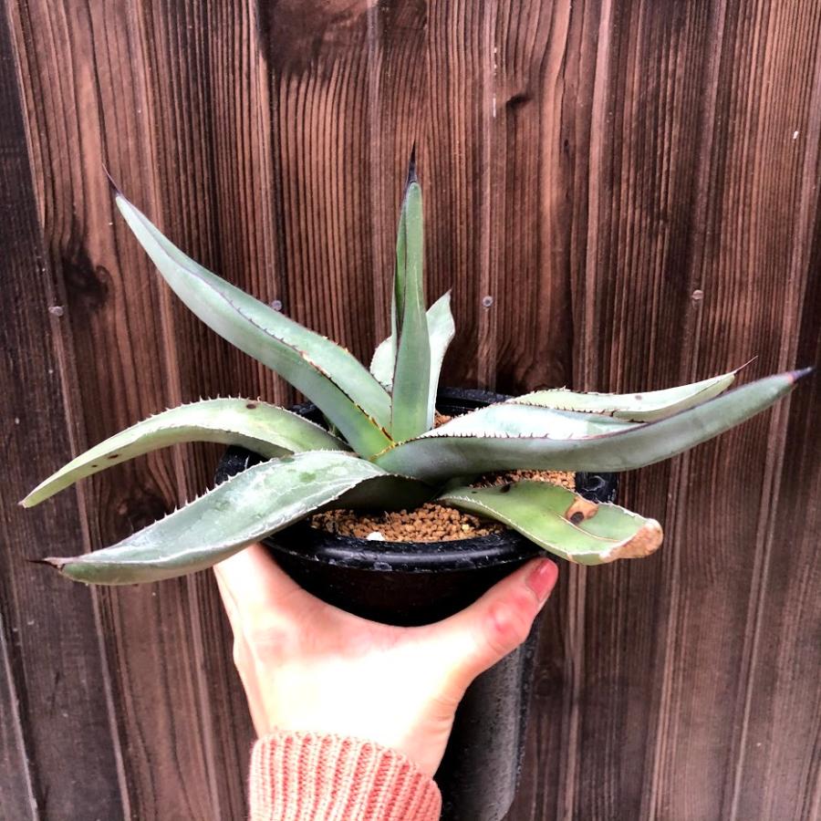 アガベ　シャークスキン　約30cm×30cm 多肉植物：アガベ シャークスキン*幅30cm 現品！一品限り ※下葉に傷